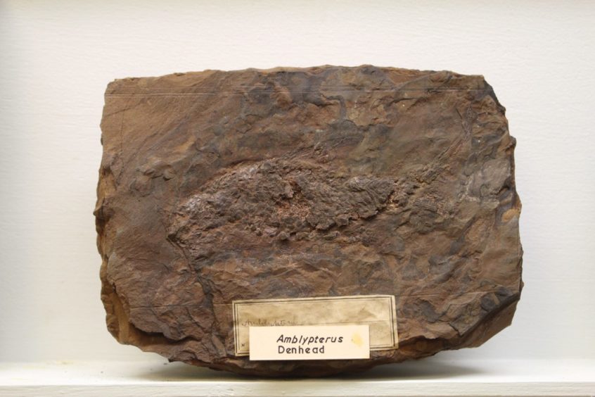 Fossil of the Carboniferous fish Amblypterus