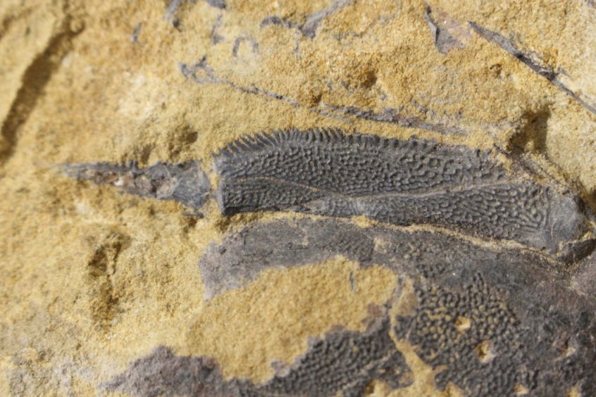 fossil of serrated front fin of an Upper Devonian placoderm fish