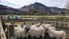 Sheep in Angus after a sheep worrying incident