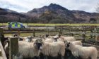 Sheep in Angus after a sheep worrying incident