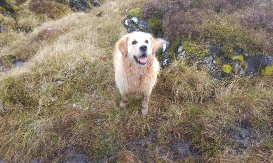 Dog drowned bath photo