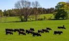 ABERDEEN-ANGUS: The Blelack herd will be sold in October.