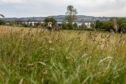 Uncut grass at Dundee's Magdalen Green.