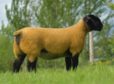 The Limestone gimmer which sold to Italy for £5,300.