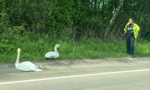 Police were called due to concerns for the birds.