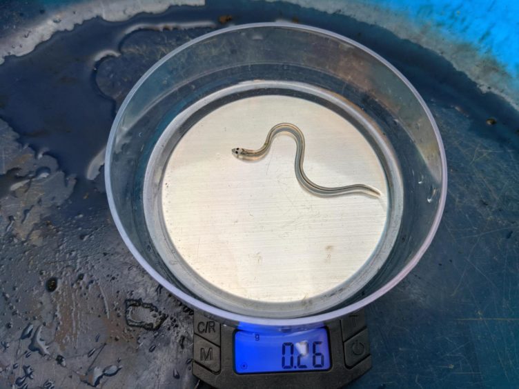 A glass eel being weighed on a scale as part of the Forgotten Fish Project