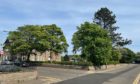 The trees surrounding the former Panmure Hotel in Monifieth.