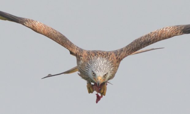 Red kite carrying food at Argaty