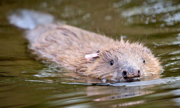 Beavers