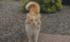 Summer the cat who went missing from Fintry for a month.