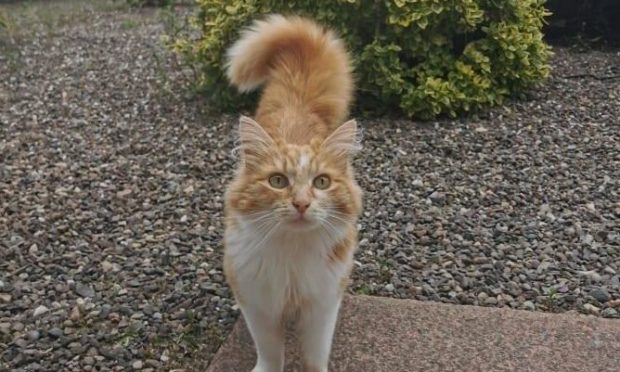 Summer the cat who went missing from Fintry for a month.