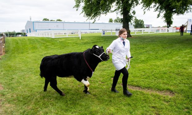 SHOWCASE: A handler presents her stock at the eerily quiet Royal Highland Show this year.  Picture by Wullie Marr.