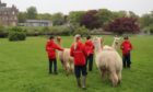 Lathallan School alpacas