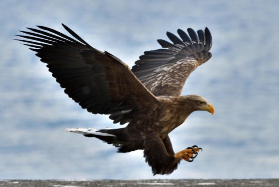 White-tailed eagle.