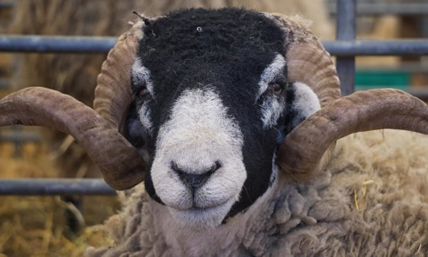 A black headed sheep at the Royal Highland Show.