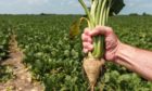 PROJECT: Backing has been secured for a study to analyse the potential of sugar beet.