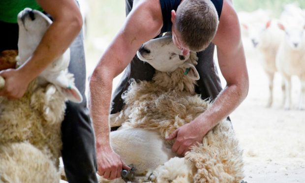 British Wool says demand is growing for wool.