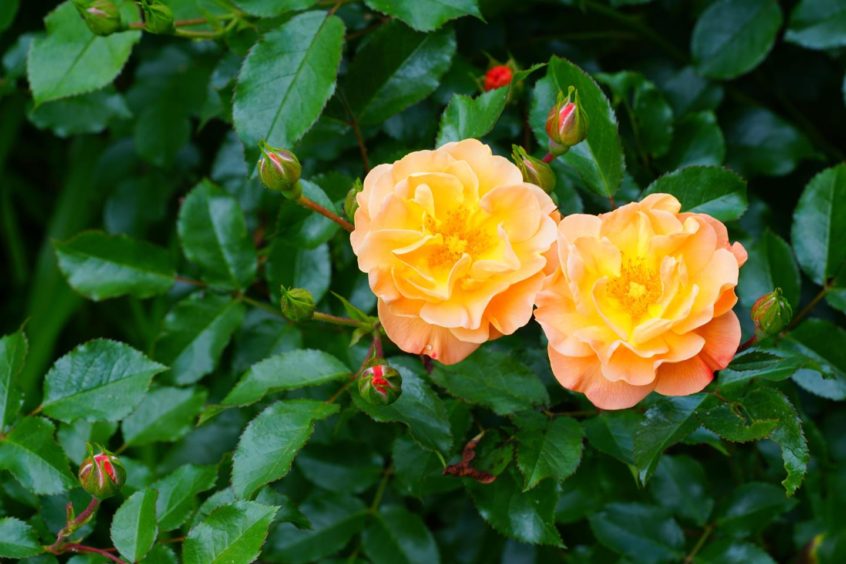 Roses can easily be exhibited at gardening shows.