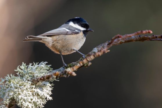 Coal tit