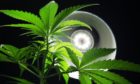 The cannabis was found in a police raid