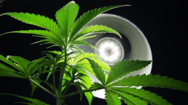 The cannabis was found in a police raid