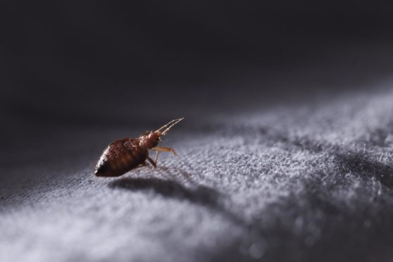 A common bed bug