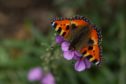 Even the common small tortoiseshells are absent this year.
