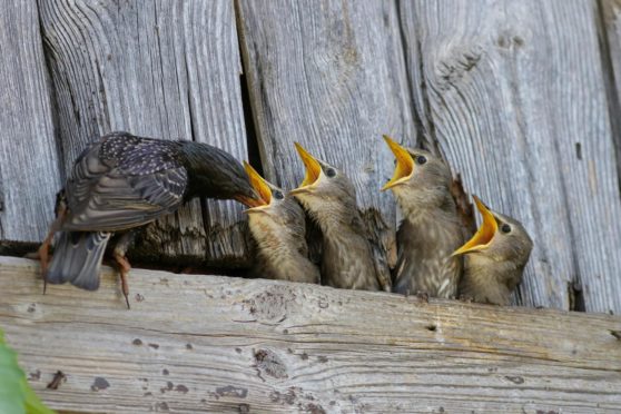 Feeding time for a family of starlings.