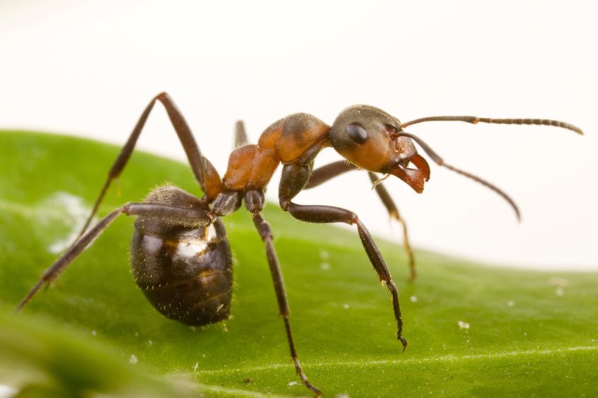 A wood ant on a leaf