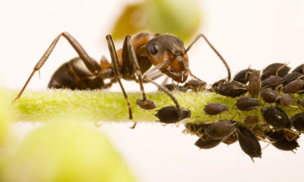 A wood ant on a plant stem next to Black Bean aphids