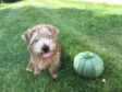 Fiona Armstrong's dog with the courgette