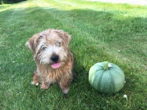 Fiona Armstrong's dog with the courgette