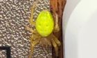 Green spider found in Dundee
