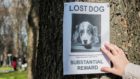 New scam targets missing pet owners