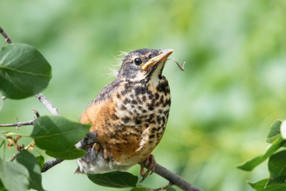 A fledgling robin perched on a branch.
