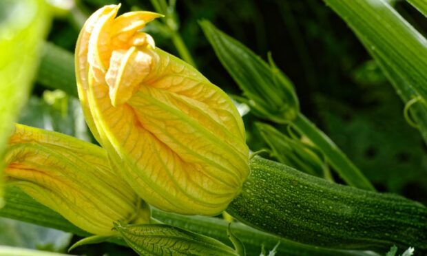 Fiona's courgettes have proved delicious.