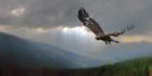 Golden eagle in flight.