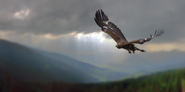 Golden eagle in flight.