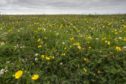 The machair on South Uist. Picture: Shutterstock.