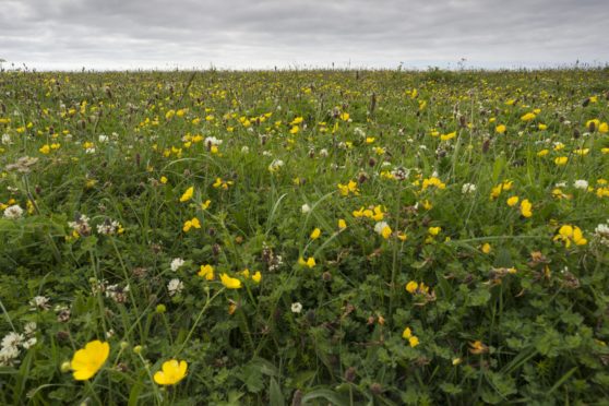 The machair on South Uist. Picture: Shutterstock.