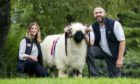 Two-shear ram Snowdonia Goliath set a new breed record when he sold for 14,000gn.