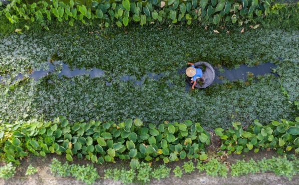 Mandatory Credit: Photo by Xinhua/Shutterstock (12366748d)
Aerial photo taken on Aug. 25, 2021 shows a farmer harvesting water chestnuts in Quanqing Village, Donglin Town, Huzhou City, east China's Zhejiang Province. Farmers in Donglin Town of Huzhou City are busy with harvesting local agricultural products.
China Zhejiang Huzhou Harvest Season - 25 Aug 2021
