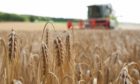 European crop yields are better than expected this harvest, according to new figures.