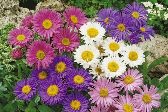 Plant Offers: 24 Colourful collections for your garden