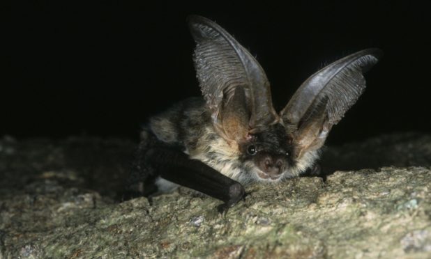 Long-eared bats - one of the three species allegedly impacted by Mills Contractors Ltd at a site in Dunkeld