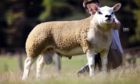 Ram lamb Auldhouseburn Expression led the sale when he sold for 100,000gn.