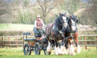 Jamie Alcock driving his two Shire horses.