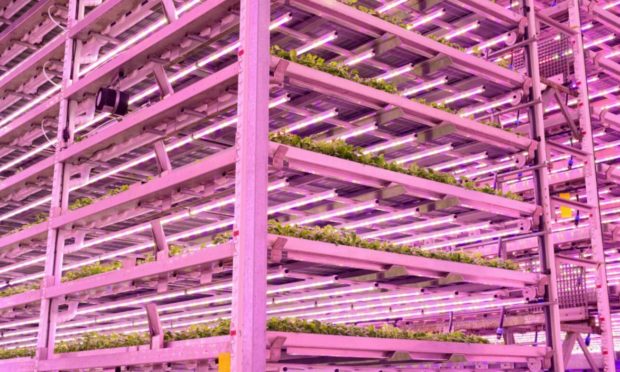 TOWER: The vertical farm planned for Edinburgh will be a demonstration facility for farmers and students.
