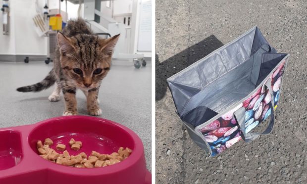 The three kittens were found zipped up in an Aldi cool bag and abandoned in the car park.