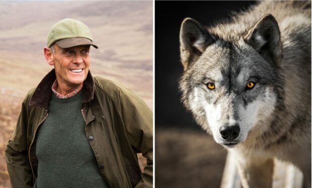 Paul Lister, the owner of Alladale Wilderness Reserve in Sutherland, plans to reintroduce wolves to Scotland.